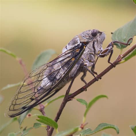 what cicadas are coming this summer