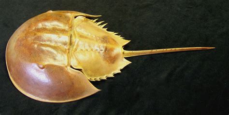 what class are horseshoe crabs in