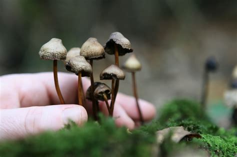 what class is magic mushroom