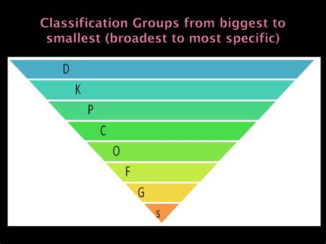 What Classification Group Is The Smallest