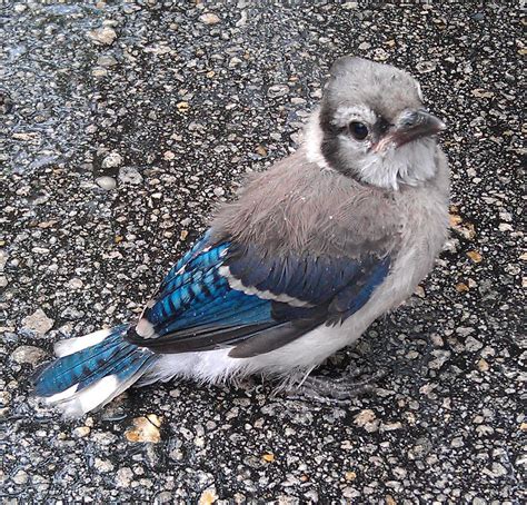 what color are baby blue jays
