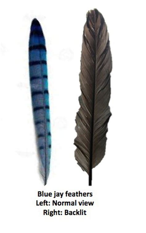 what color are blue jays feathers