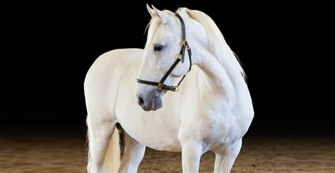 what color are lipizzan horses