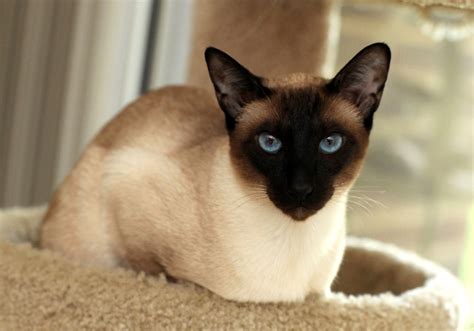 what color are siamese cats