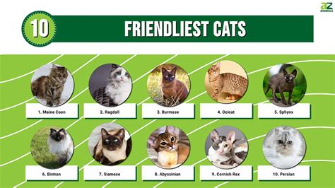 what color cat is the friendliest