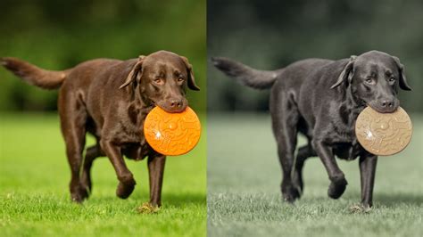 what color is brown to dogs