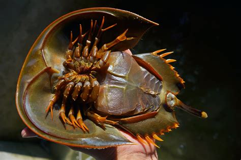 what color is horseshoe crab blood