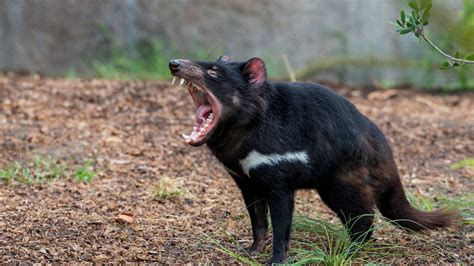 what colour are tasmanian devils