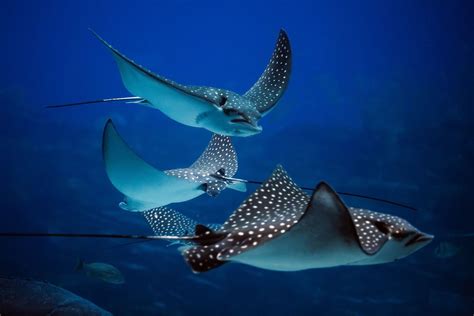 what colours are stingrays