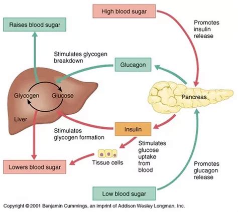 what controls the sugar in the body