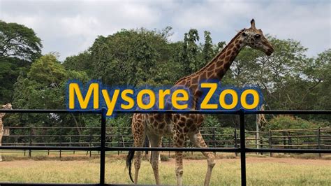what country is mysore zoo in