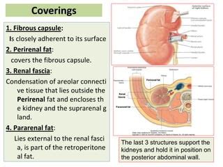 What Covers The Kidneys