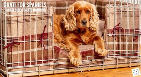 What Crate Size For Cocker Spaniel