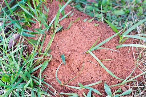 what damage do fire ants cause