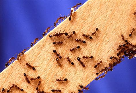what damage do fire ants do