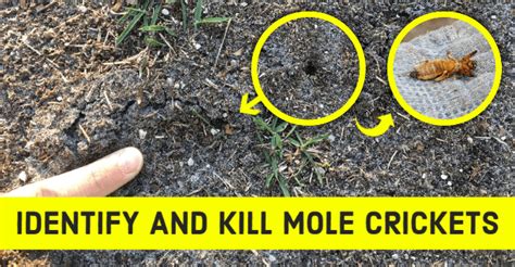what damage does mole cricket do
