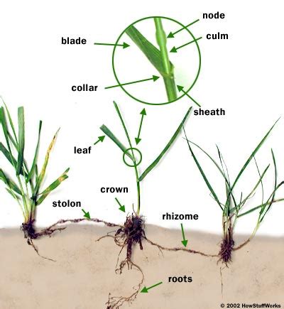 What Defines A Grass