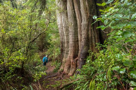 what defines an old growth forest