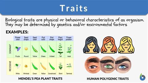 what determines the traits of an individual