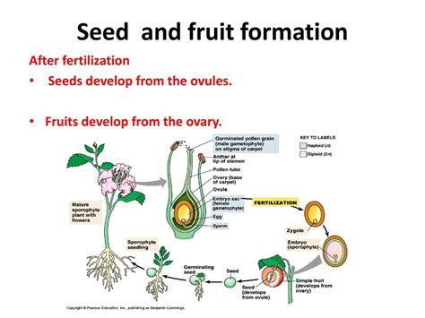 What Develops Into Seed After Fertilization