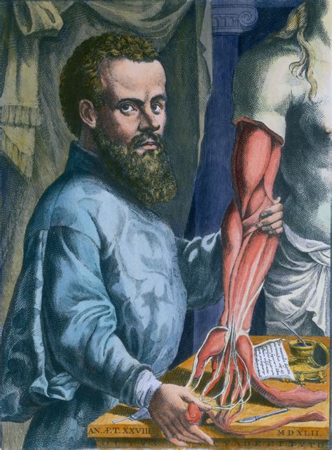what did andreas vesalius discover