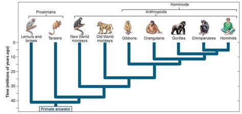 what did prosimians evolve from