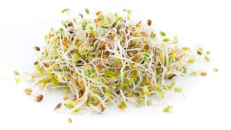 what do alfalfa sprouts look like