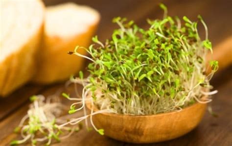 what do alfalfa sprouts taste like