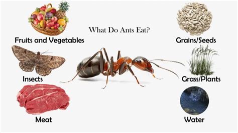 what do ants eat list