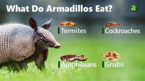 what do armadillos taste like