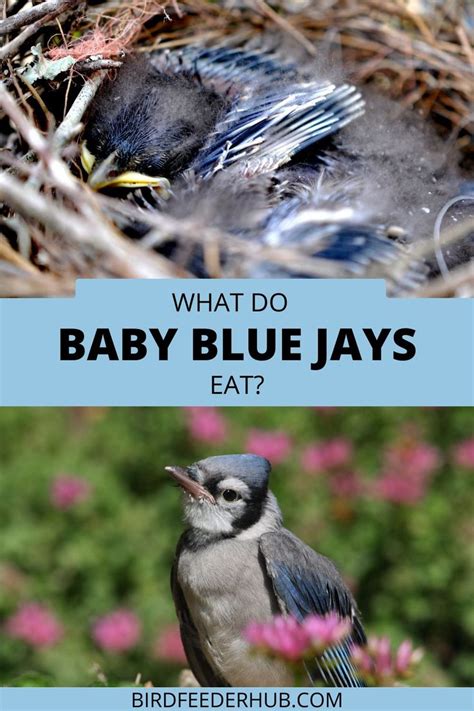 what do baby blue jays eat