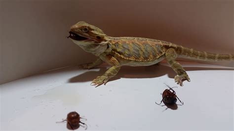 what do bearded dragons eat bugs