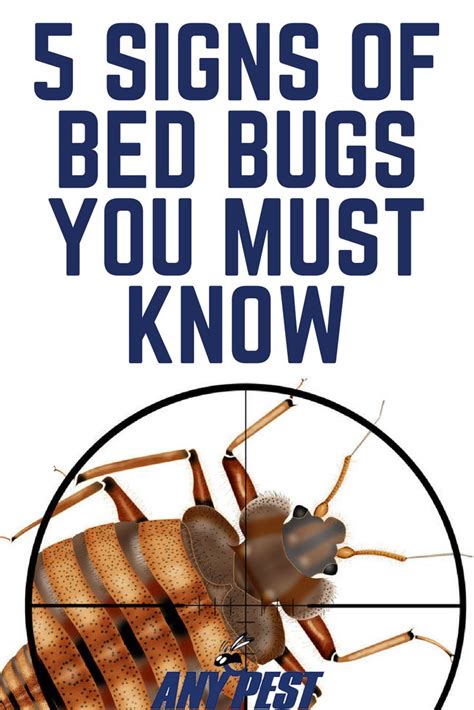 What Do Bed Bugs Symbolize