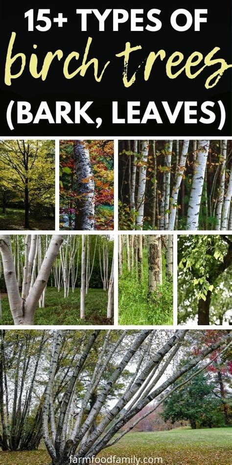 What Do Birch Trees Represent