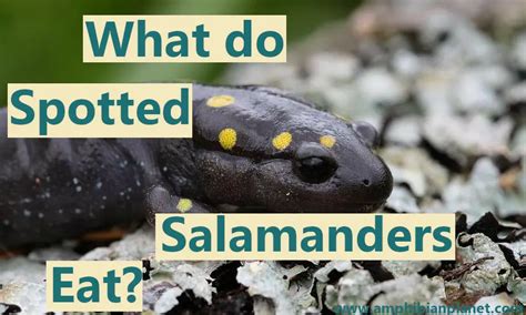 What Do Black And Yellow Salamanders Eat