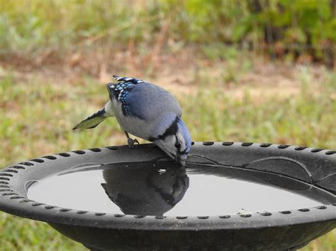 what do blue jays eat and drink