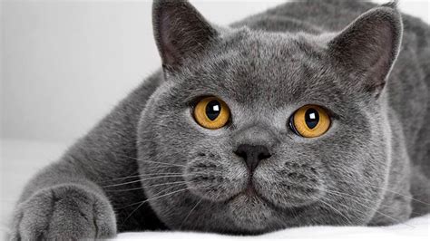  79 Stylish And Chic What Do British Shorthair Cats Look Like For New Style