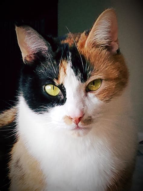 what do calico cats look like