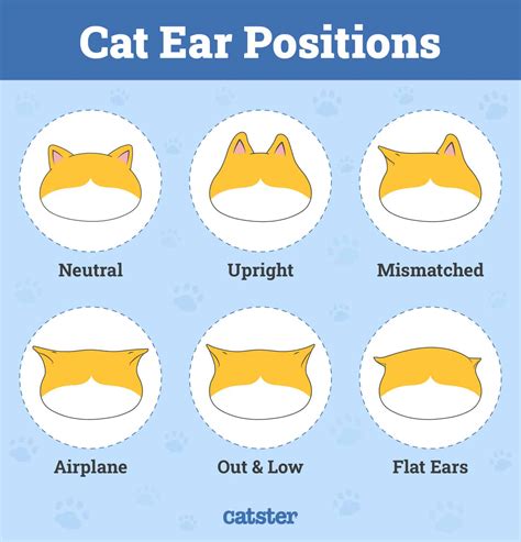 What Do Cat Ears Represent
