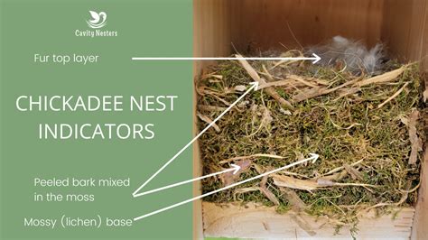 What Do Chickadees Use For Nesting Material