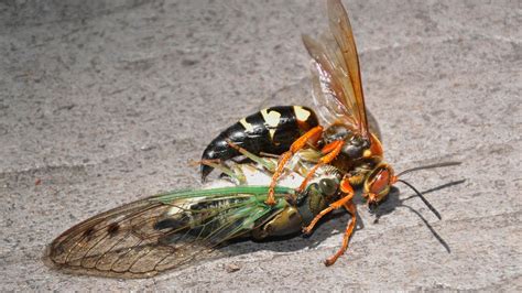 what do cicada killer wasps eat
