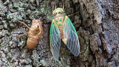 What Do Cicadas Do