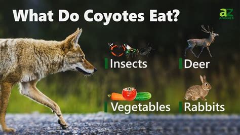 what do coyote eat list