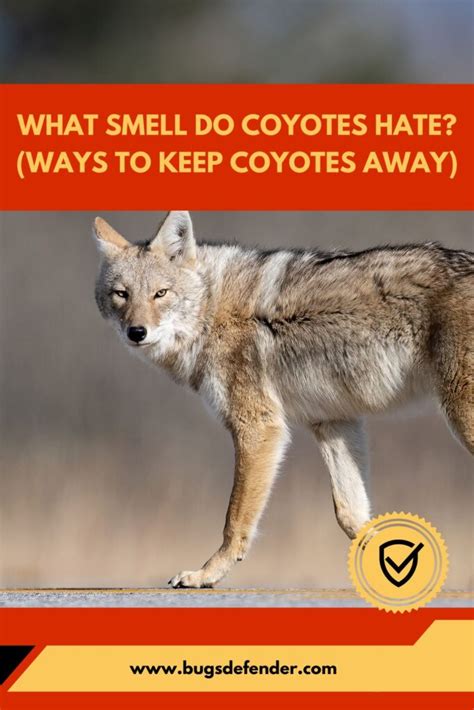 what do coyotes hate