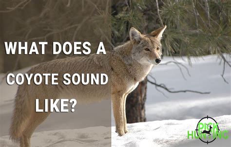 what do coyotes sound like when hunting