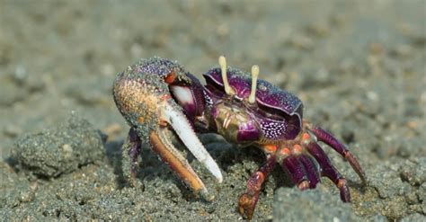 what do fiddler crabs eat