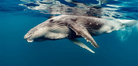what do fin whales look like