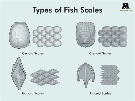 What Do Fish Scales Represent
