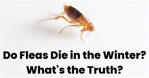 Learn the Secrets: What Do Fleas Do During Winter's Chill?