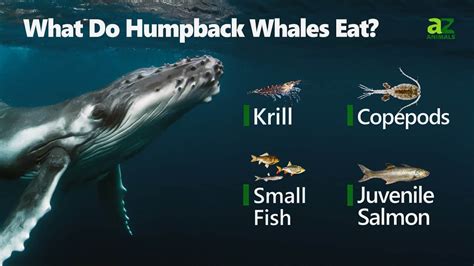what do galapagos humpback whales eat